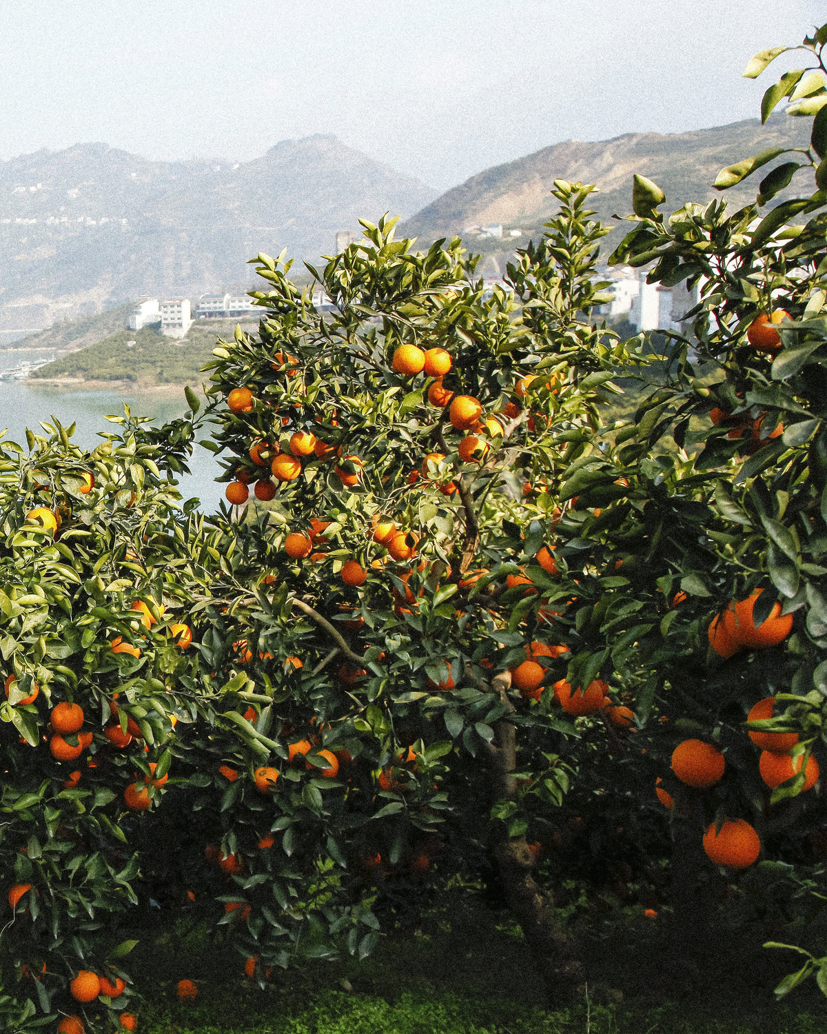 Mandarin trees above a mountain lake