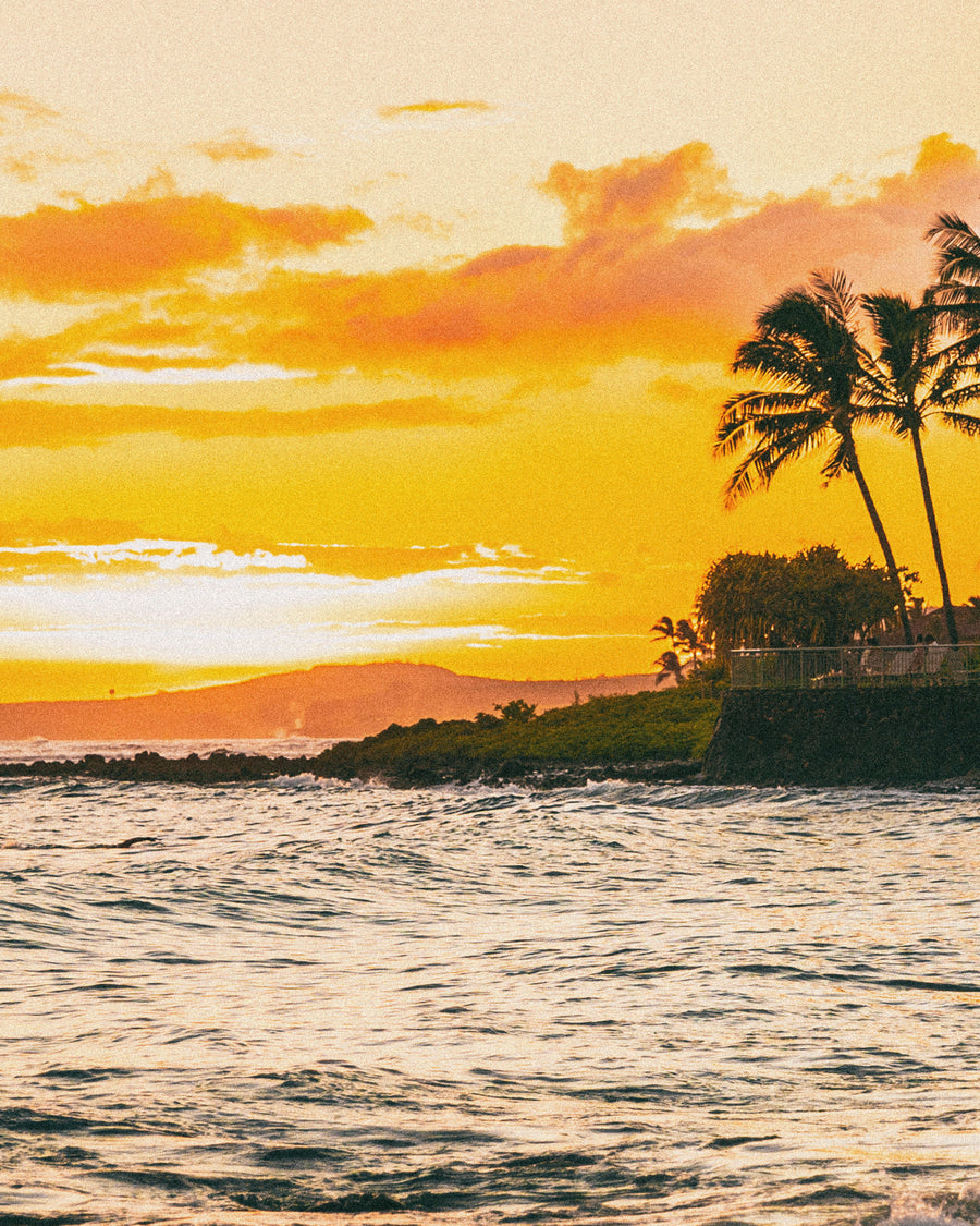 Palms over the water at sunset