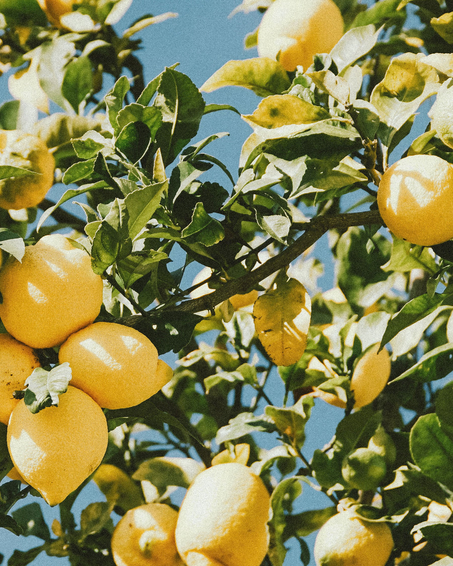 Lemons on the branch against a blue sky