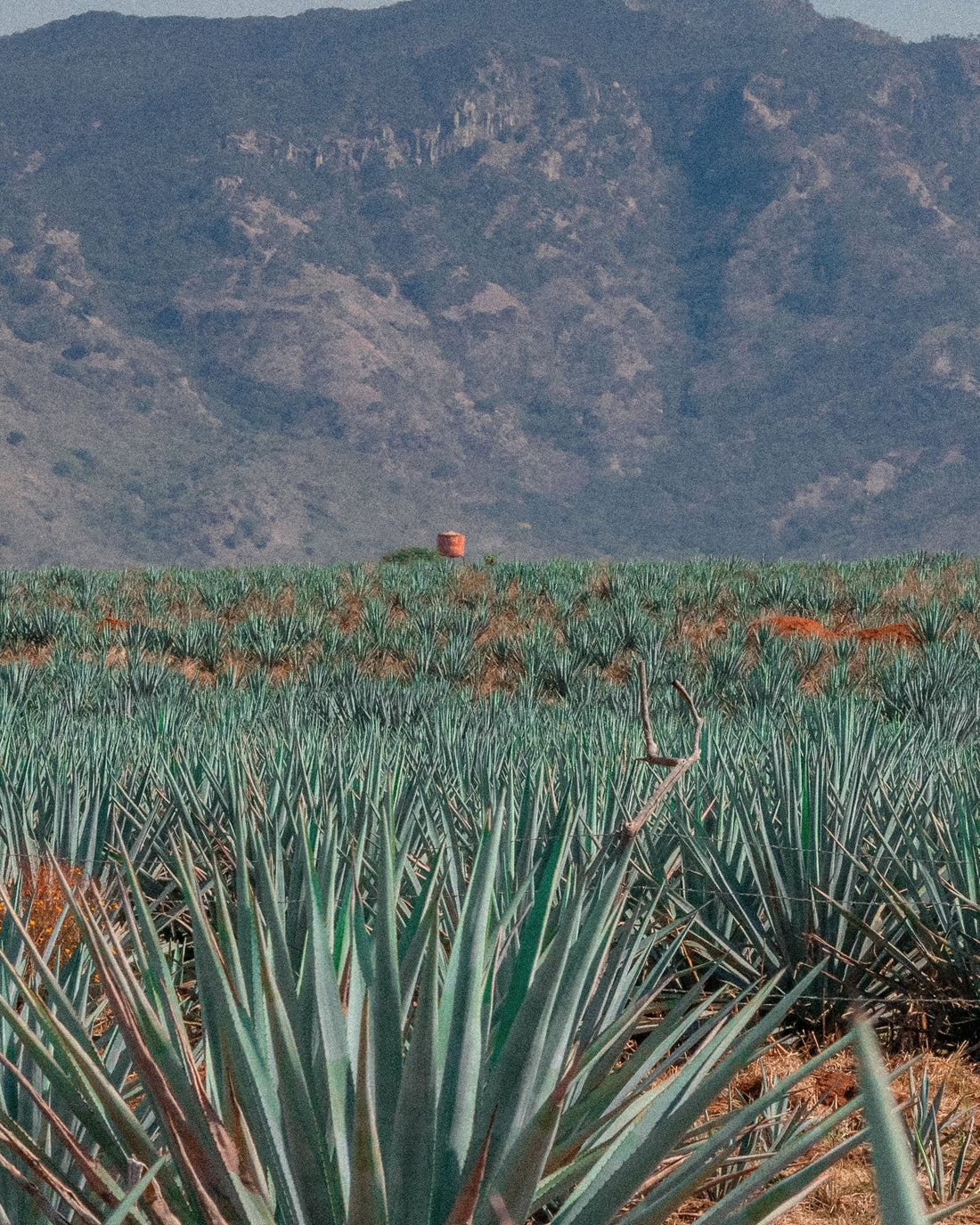 A field of blue agave plants in front of a rugged mountain ridge, with a single orange can standing among the rows