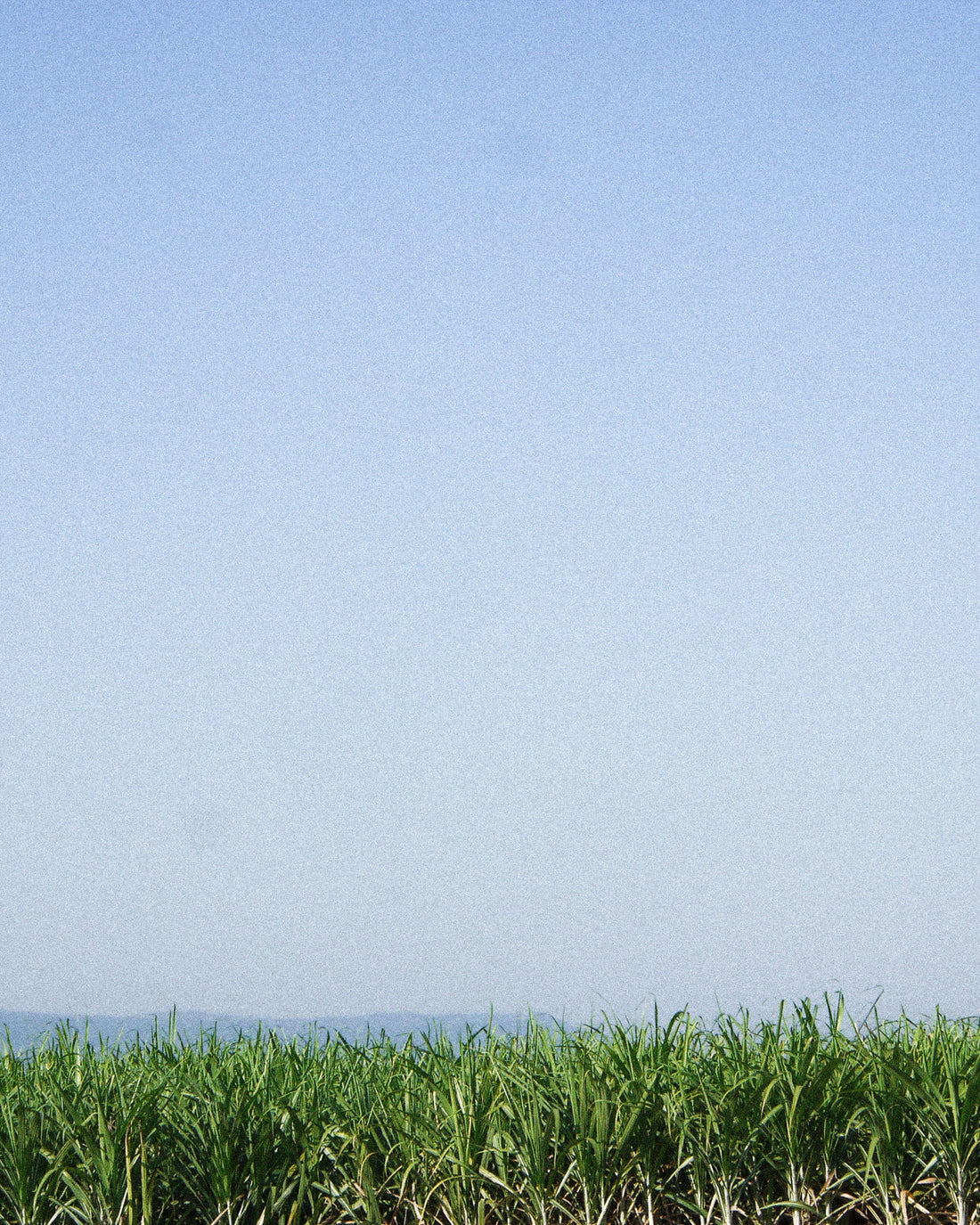 A field of tall green sugarcane under a hazy blue sky, low hills faint on the horizon