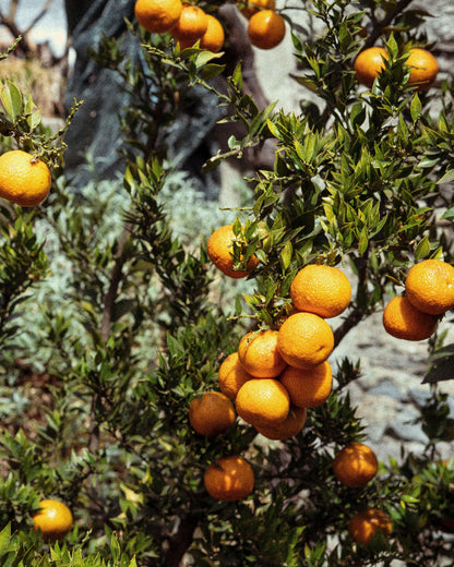 Mandarin oranges ripening on the branch