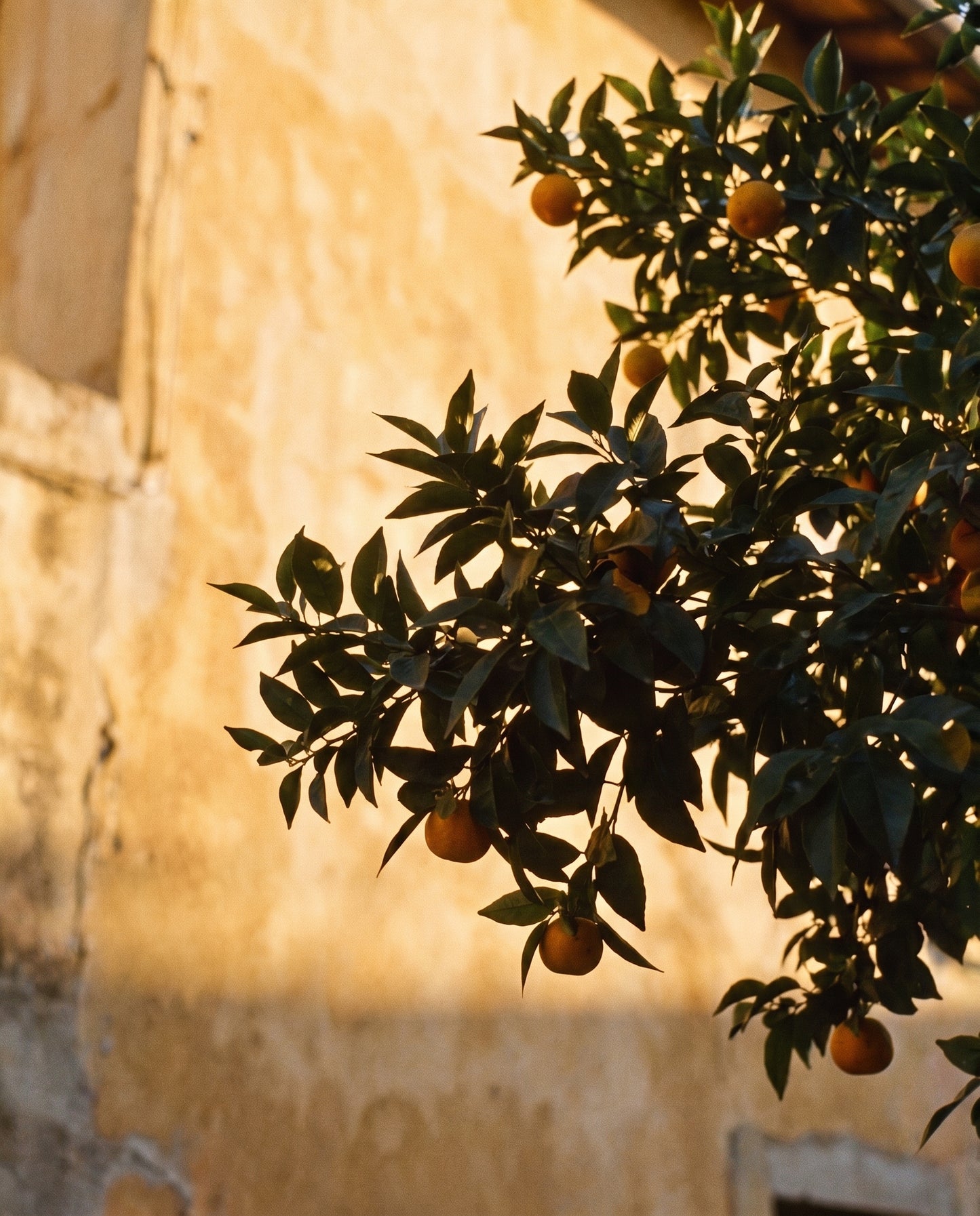 A coastal alley at golden hour