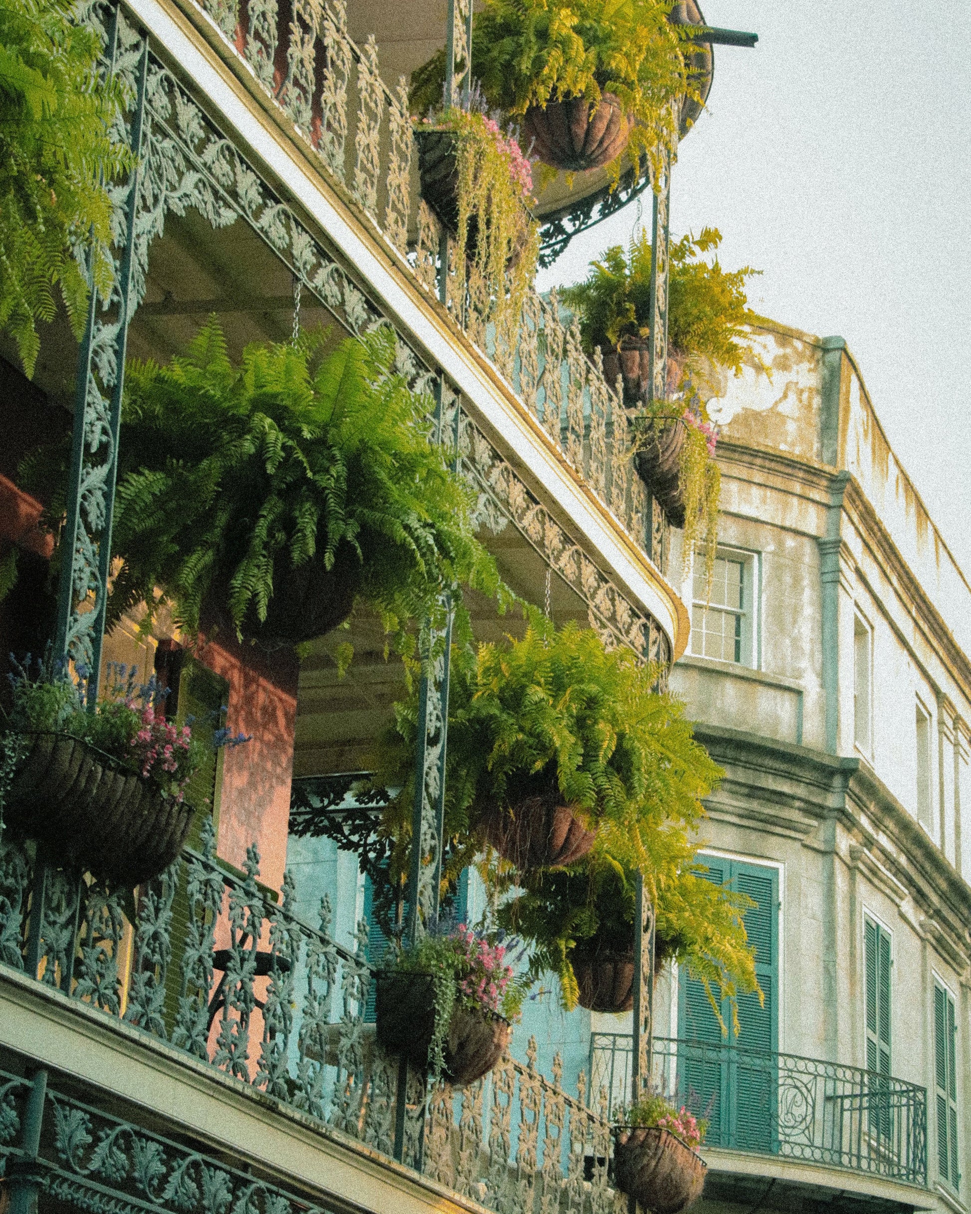 Hanging ferns on cast-iron balconies